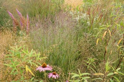 Panicum virgatum 'Purple Tears' - Switchgrass (Photo: Piet Oudolf)