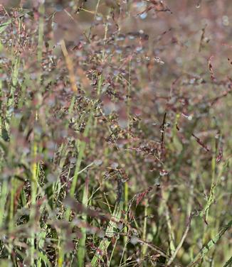 Panicum virgatum 'Purple Tears' 