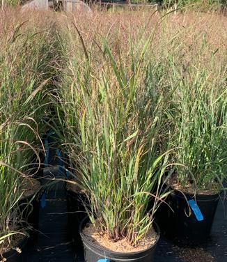 Panicum virgatum 'Purple Tears' - Switchgrass from Pleasant Run Nursery