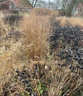 Panicum virgatum 'Purple Tears' - Switchgrass (Photo: Piet Oudolf)