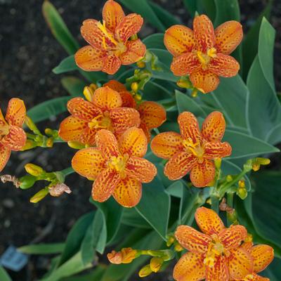 Belamcanda chinensis 'Freckle Face' - Blackberry Lily (Photo - Walters Gardens, Inc)