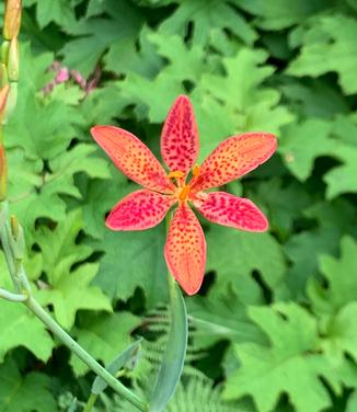 Belamcanda chinensis 'Freckle Face' - Blackberry Lily from Pleasant Run Nursery