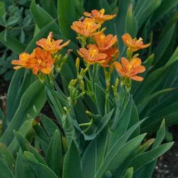 Belamcanda chinensis 'Freckle Face' - Blackberry Lily (Photo - Walters Gardens, Inc)