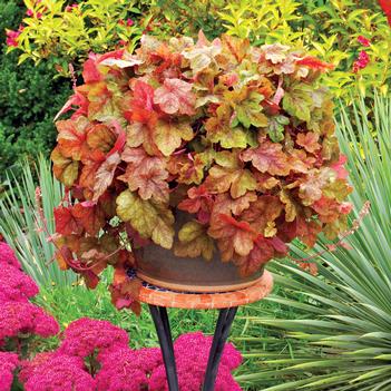 Heucherella x Redstone Falls - Heucherella (Photo TERRA NOVA Nurseries, Inc.)