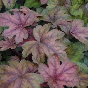 Heucherella x Brass Lantern