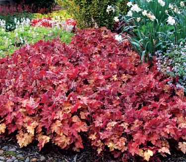 Heucherella x Redstone Falls - Heucherella (Photo TERRA NOVA Nurseries, Inc.)