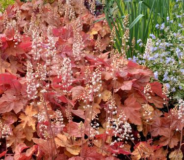 Heucherella x Redstone Falls - Heucherella (Photo TERRA NOVA Nurseries, Inc.)