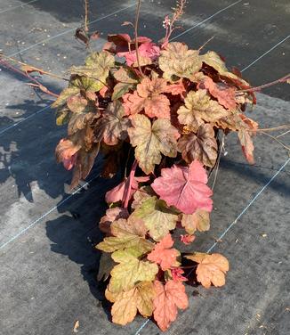 Heucherella x 'Redstone Falls' - Foamy Bells from Pleasant Run Nursery