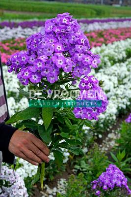 Phlox paniculata Goliath - Garden Phlox (Photo De Vroomen Garden)