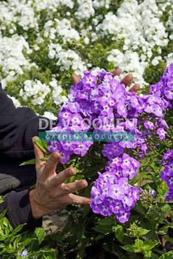 Phlox paniculata Goliath - Garden Phlox (Photo De Vroomen Garden)