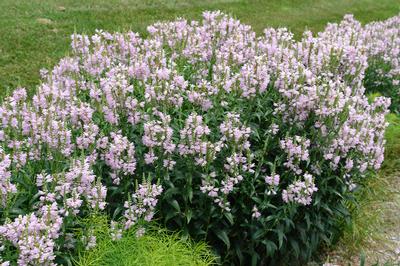 Physostegia virginiana Pink Manners - Obedient Plant (Photo: North Creek Nurseries)