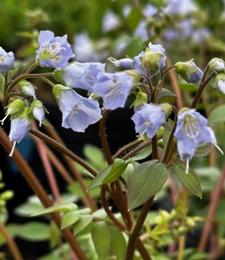 Polemonium reptans - Jacob's Ladder (Photo: North Creek Nurseries)