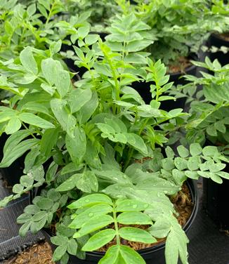 Polemonium reptans - Creeping Jacob's Ladder from Pleasant Run Nursery