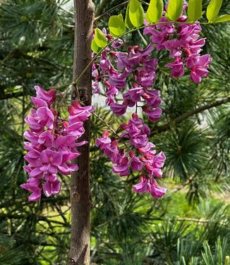Robinia pseudoacacia 'Purple Robe' - Black Locust from Pleasant Run Nursery