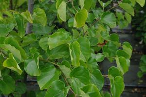 Cercis reniformis Oklahoma