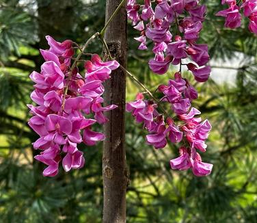 Robinia pseudoacacia 'Purple Robe' - Black Locust from Pleasant Run Nursery