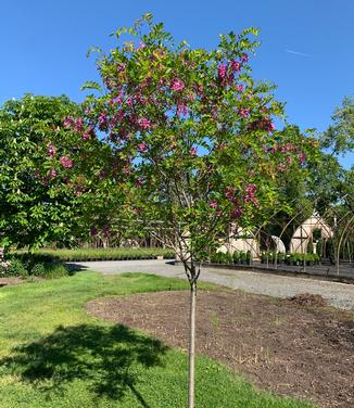 Robinia pseudoacacia 'Purple Robe' - Black Locust from Pleasant Run Nursery