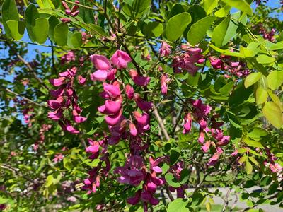 Robinia pseudoacacia 'Purple Robe' - Black Locust from Pleasant Run Nursery