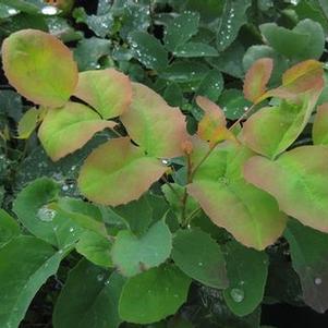 Creeping Mahonia