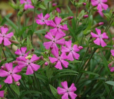 Silene caroliniana Short and Sweet (Photo: North Creek Nurseries)