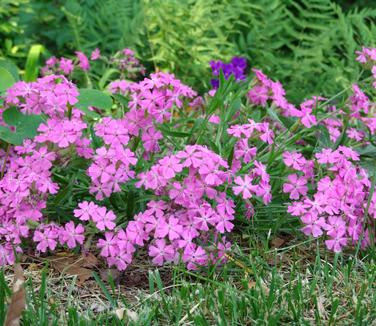 Silene caroliniana Short and Sweet (Photo: North Creek Nurseries)