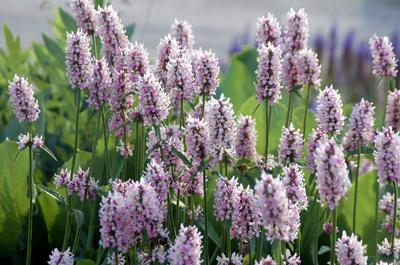 Stachys x 'Summer Crush' - Betony from Pleasant Run Nursery