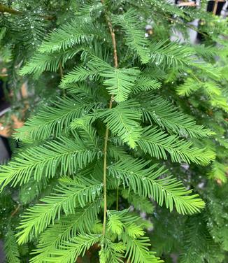 Taxodium distichum Green Whisper - Baldcypress from Pleasant Run Nursery