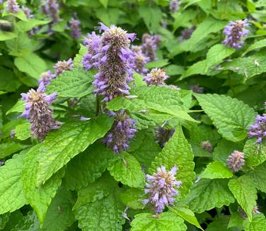 Agastache rugosa 'Golden Jubilee' - Purple Giant Hyssop from Pleasant Run Nursery