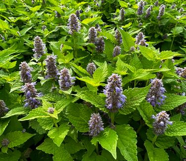 Agastache rugosa 'Golden Jubilee' - Purple Giant Hyssop from Pleasant Run Nursery