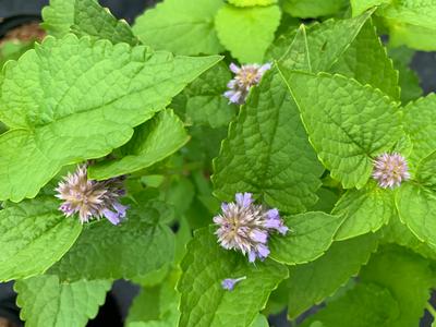 Agastache rugosa 'Golden Jubilee' - Purple Giant Hyssop from Pleasant Run Nursery