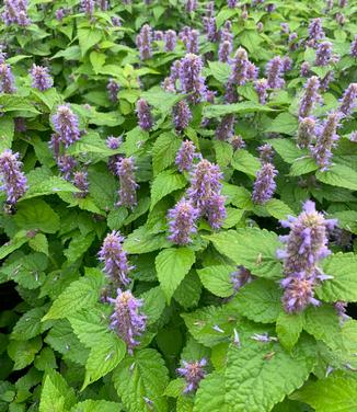 Agastache rugosa 'Golden Jubilee' - Purple Giant Hyssop from Pleasant Run Nursery