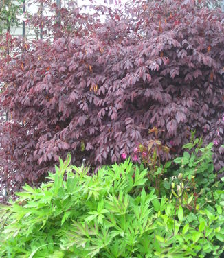 Loropetalum chinensis Zhuzhou Fuchsia (top)