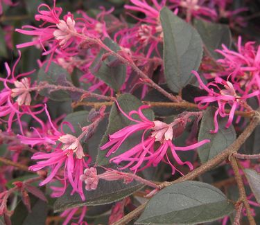 Loropetalum chinensis 'Zhuzhou Fuchsia' - Chinese Fringe Flower 