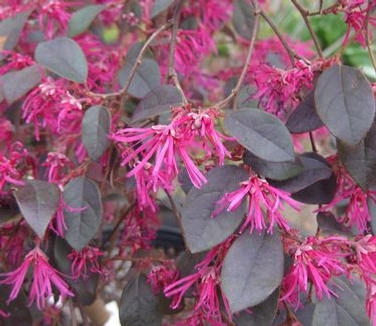 Loropetalum chinensis 'Zhuzhou Fuchsia'