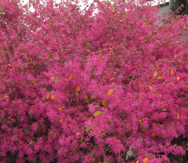 Loropetalum chinensis Zhuzhou Fuchsia