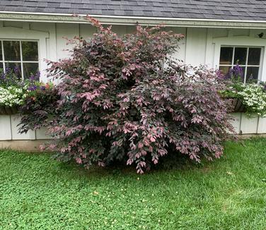 Loropetalum chinensis Zhuzhou Fuchsia - Chinese Fringe Flower 