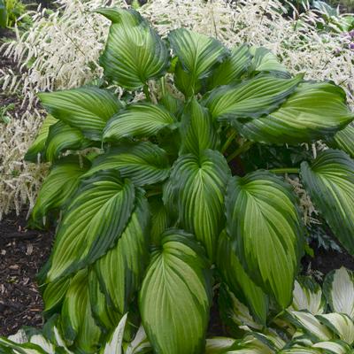 Hosta Angel Falls - Plantain Lily (Photo Walters Gardens, Inc.)