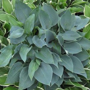 Hosta Halcyon