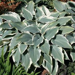 Hosta El Nino