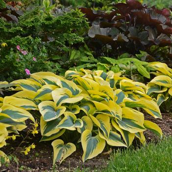 Hosta Autumn Frost - Plantain Lily (Photo Walters Gardens, Inc.)