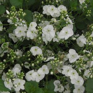 Veronica peduncularis Whitewater