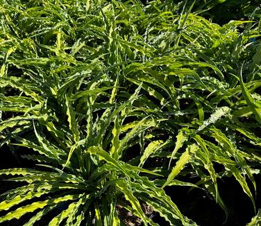 Hosta 'Curly Fries' - Plantain Lily from Pleasant Run Nursery