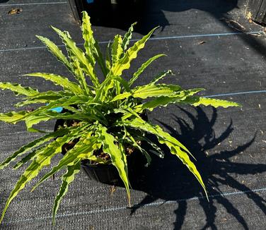 Hosta 'Curly Fries' - Plantain Lily from Pleasant Run Nursery