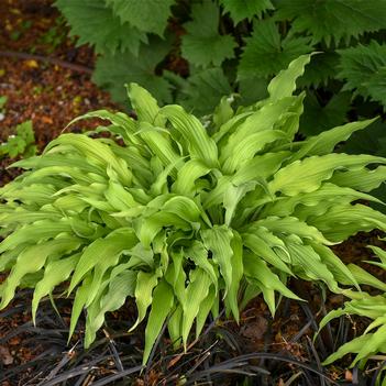 Hosta Curly Fries - Plantain Lily (Photo Walters Gardens, Inc.)