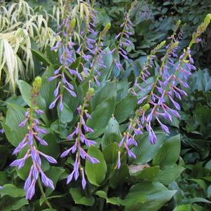 Hosta clausa 