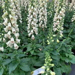 Digitalis purpurea Camelot Cream