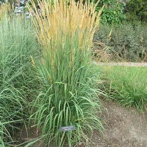 Sorghastrum nutans Golden Sunset®