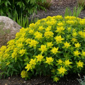 Euphorbia polycroma - Spurge (Photo Walters Gardens, Inc)