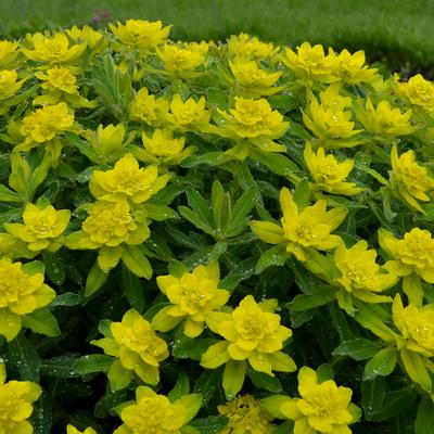 Euphorbia polycroma - Spurge (Photo Walters Gardens, Inc)