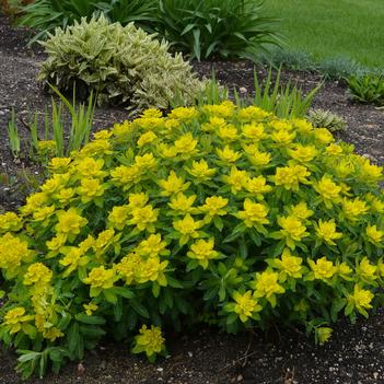 Euphorbia polycroma - Spurge (Photo Walters Gardens, Inc)